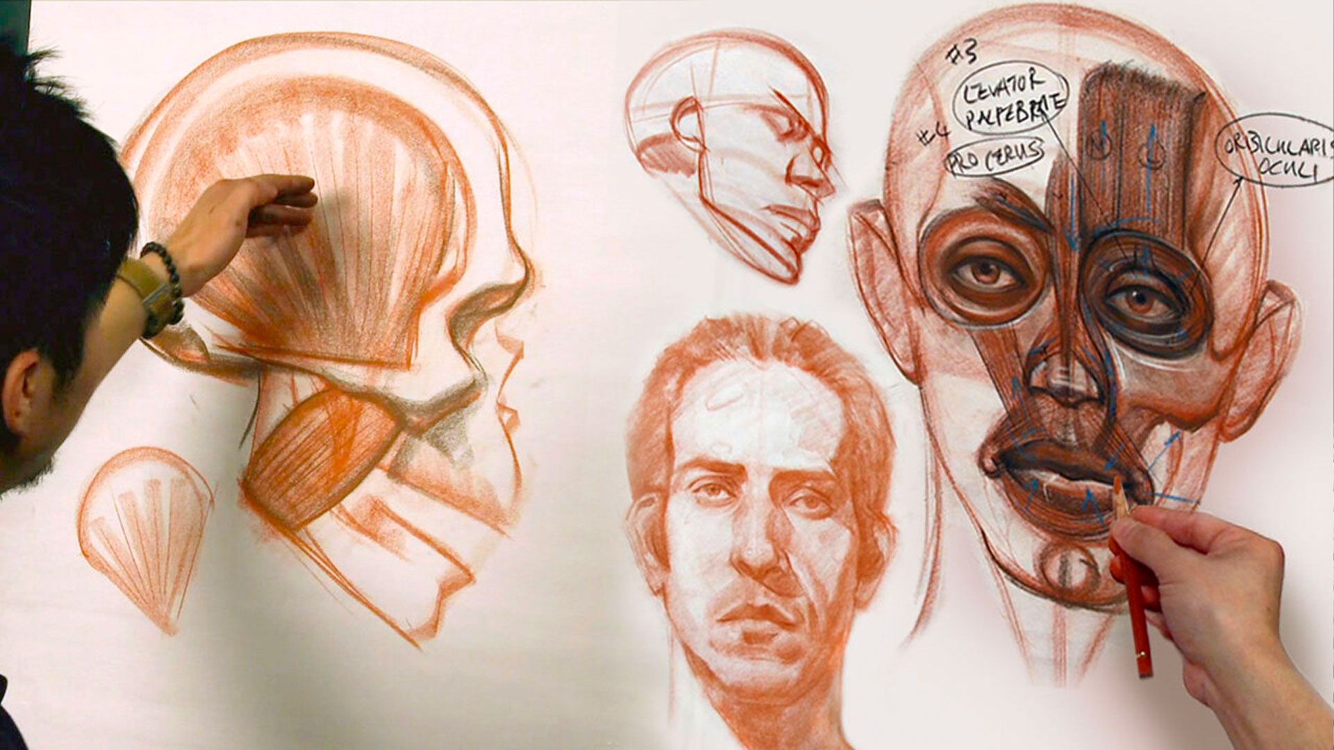 Anatomy Workshop Vol.4 - Anatomy of the Human Head with Charles Hu